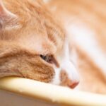 洗濯物用のバスケットで寝ている猫