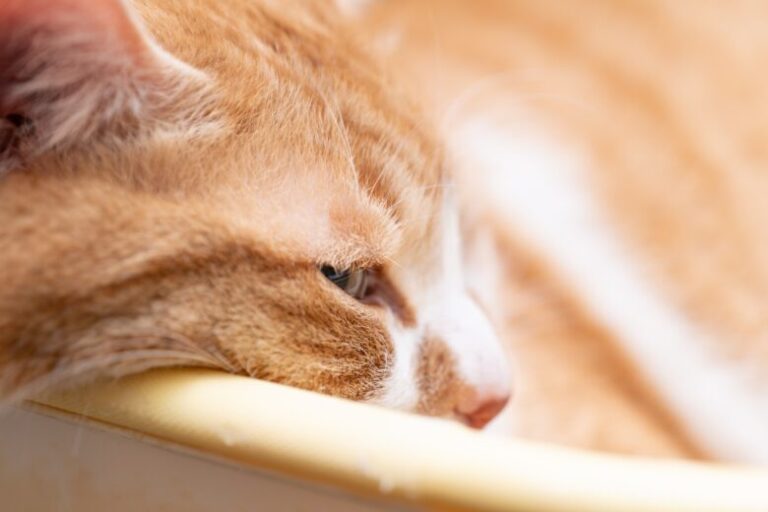 洗濯物用のバスケットで寝ている猫